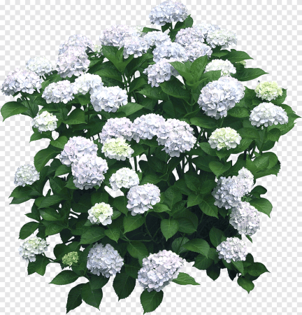 Спирея Калина