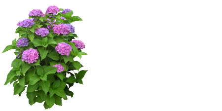 Кусты цветов на прозрачном фоне