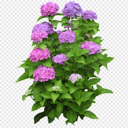 Гортензия кустарник