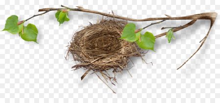 Гнездо на дереве на прозрачном фоне