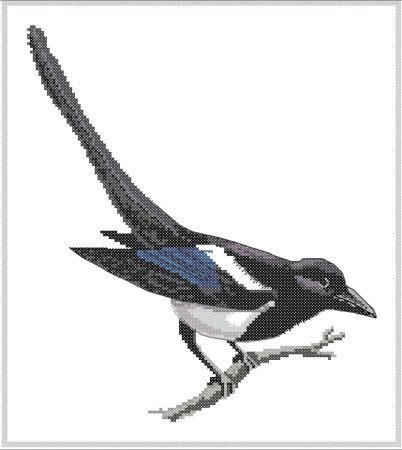 Сорока на белом фоне