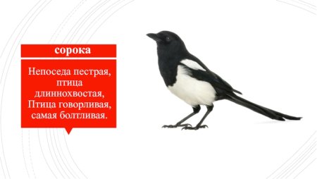 Сорока картинка без фона