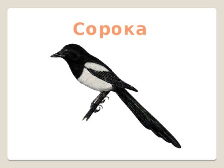 Сорока рисунок