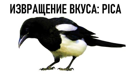 Сорока на белом фоне