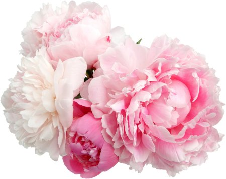 Pink Peony Flower isolated