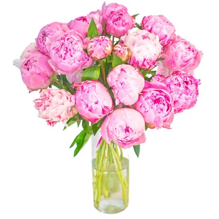 Нежные пионы