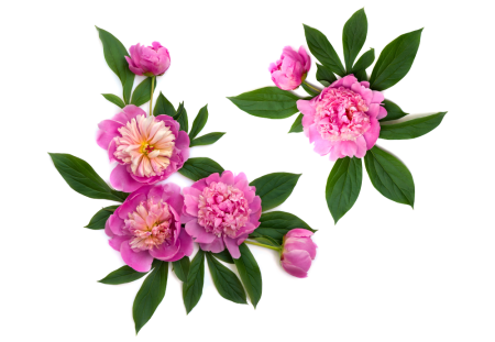 Пионы куст