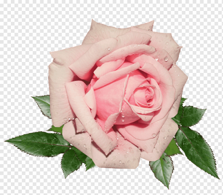 Розовые розы