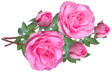 Картинки розовые розы без фона (55 фото)