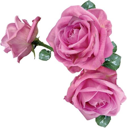 Прозрачные розовые цветы