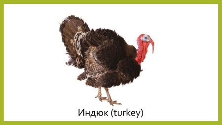 Индюк на прозрачном фоне