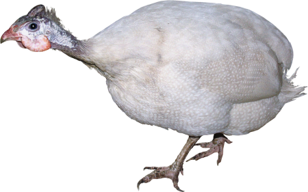 Индюшонок на белом фоне