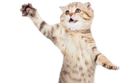 Котенок на однотонном фоне
