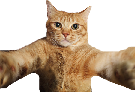 Котик для фотошопа