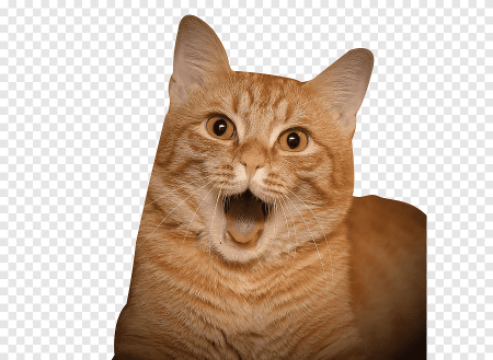 Смешной кот на прозрачном фоне
