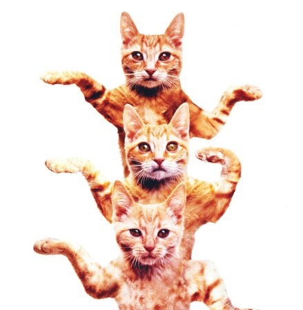 Коты танцуют