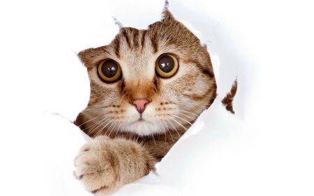 Рисунки котов