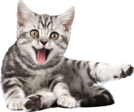 Кошка на белом фоне