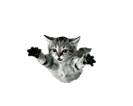 Летающий кот на белом фоне