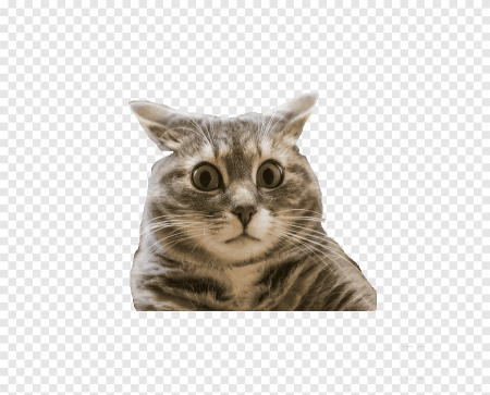 Удивленный кот на белом фоне
