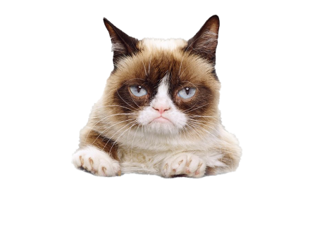 Недовольный кот