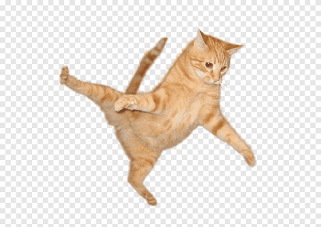Смешные коты без фона