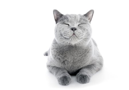Британский короткошерстный кот