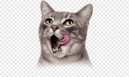 Мордочка кота без фона