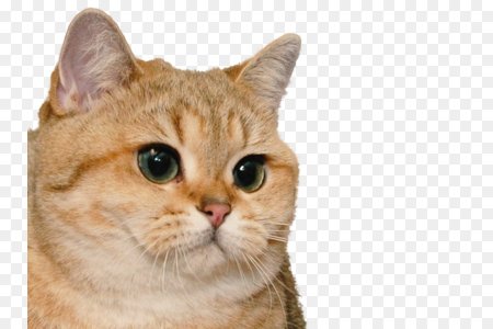 Кот на белом фоне Мем