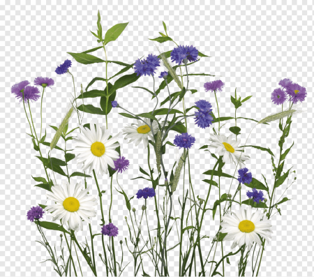 Chrysanthemum lavandulifolium