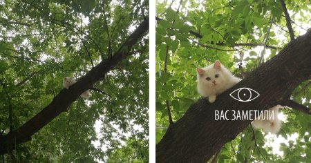 Каджит вас заметили