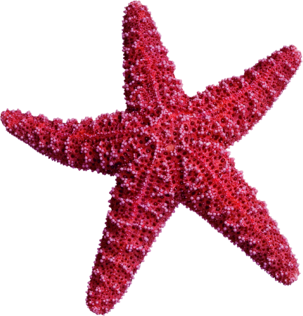 Пятиконечная морская звезда