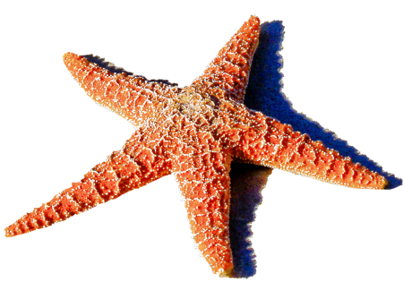 Шестиконечная морская звезда