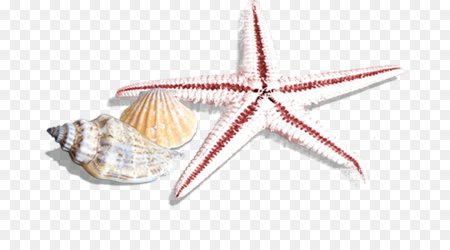 Морские звезды ракушки на прозрачном фоне