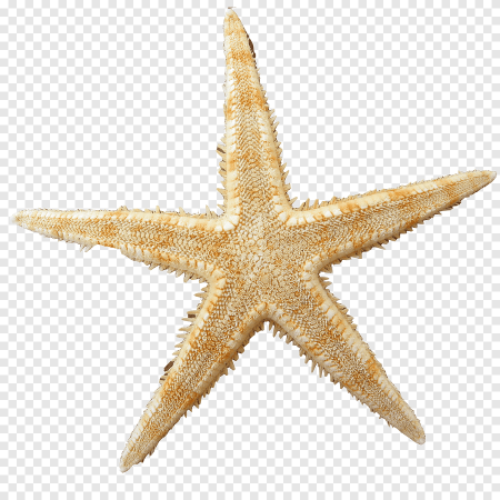 Пятиконечная морская звезда