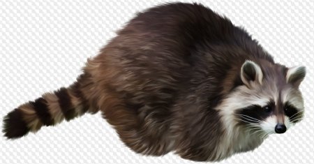 Енотик на прозрачном фоне