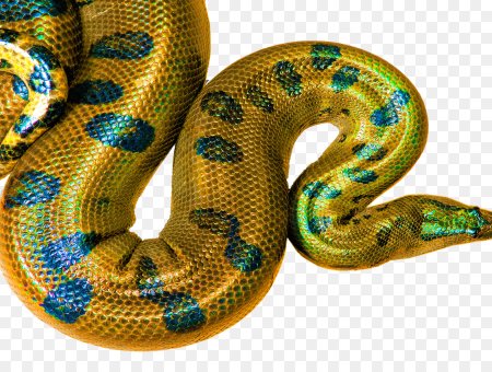 Constrictor Snake