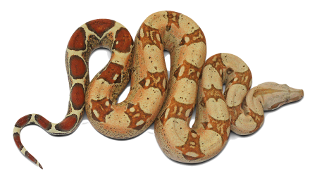 Удав без фона