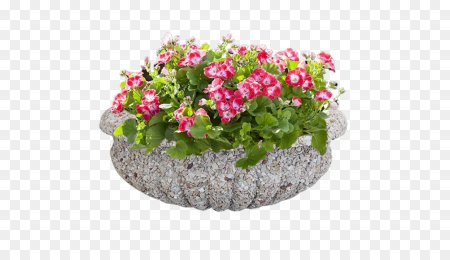 Клумба с цветами на прозрачном фоне