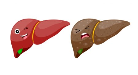 Печень векторное изображение
