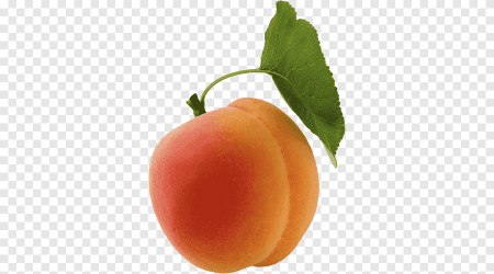 Абрикос на прозрачном фоне