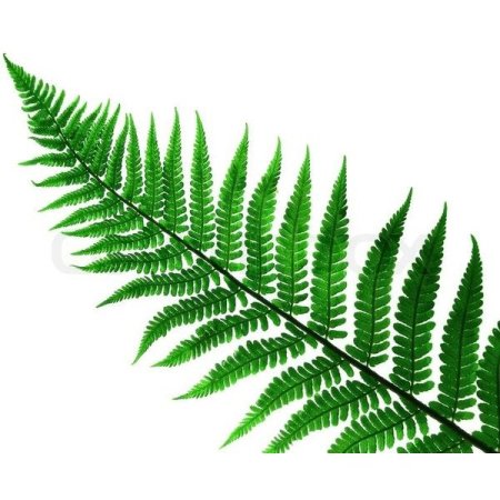 Лист папоротника