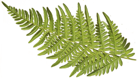 Папоротник small Leaf