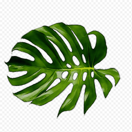 Monstera Leaf