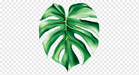 Гуттация монстера