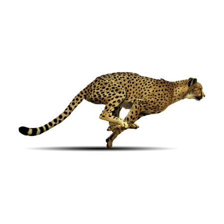 Cheetah на белом фоне