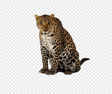 Карточки Домана животные