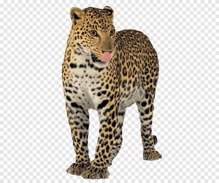 Белый леопард