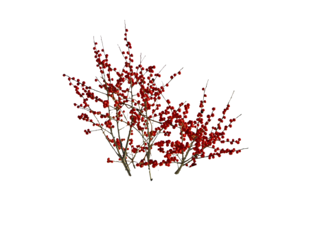 Барбарис куст на белом фоне