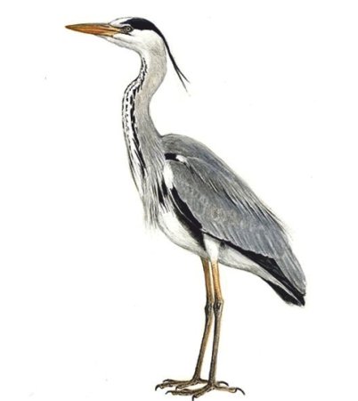 Цапля на белом фоне